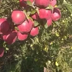 Яблоки оптом из Алматы