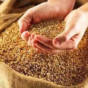 Закупаем пшеницу  ДОРОГО по зерновой расписке, самовывозом 8777, 0531200