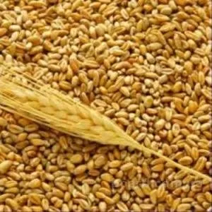 Пшеница 3- 5 класса в мешках