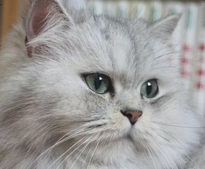 Кошечка породы персидская шиншилла ищет на вязку кота 2