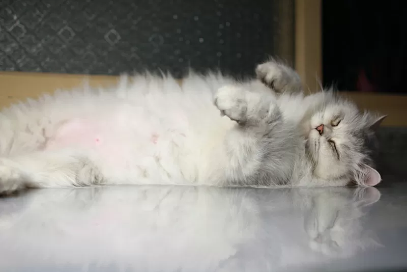 Кошечка породы персидская шиншилла ищет на вязку кота 3