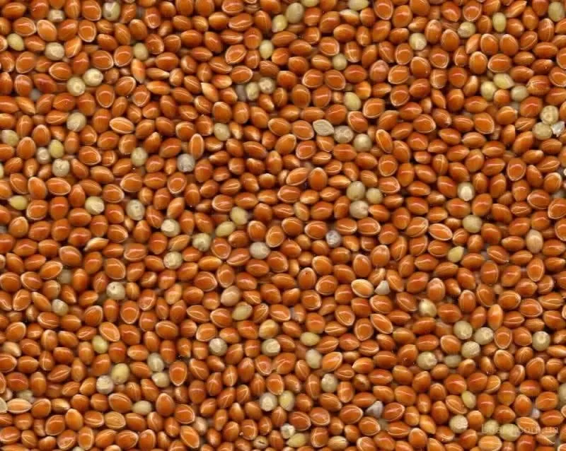 Семена суданки просо 3