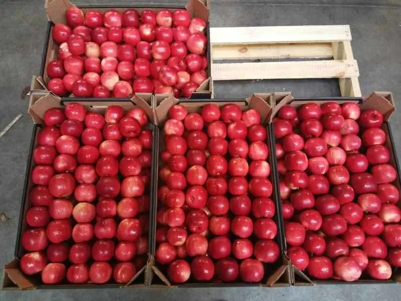 Яблоки польские