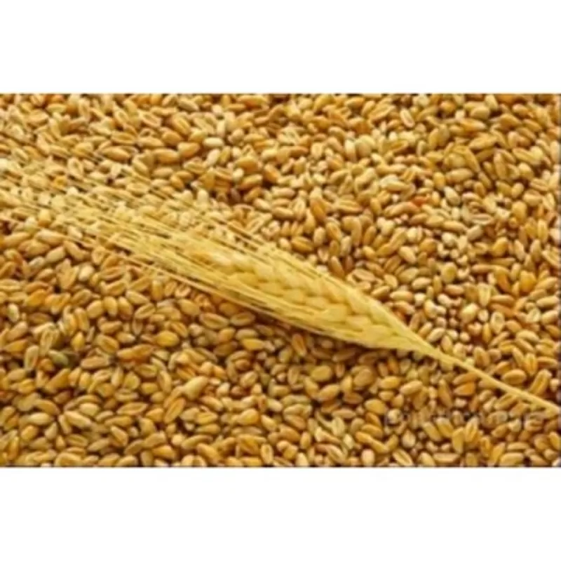 Пшеница экспорт морем