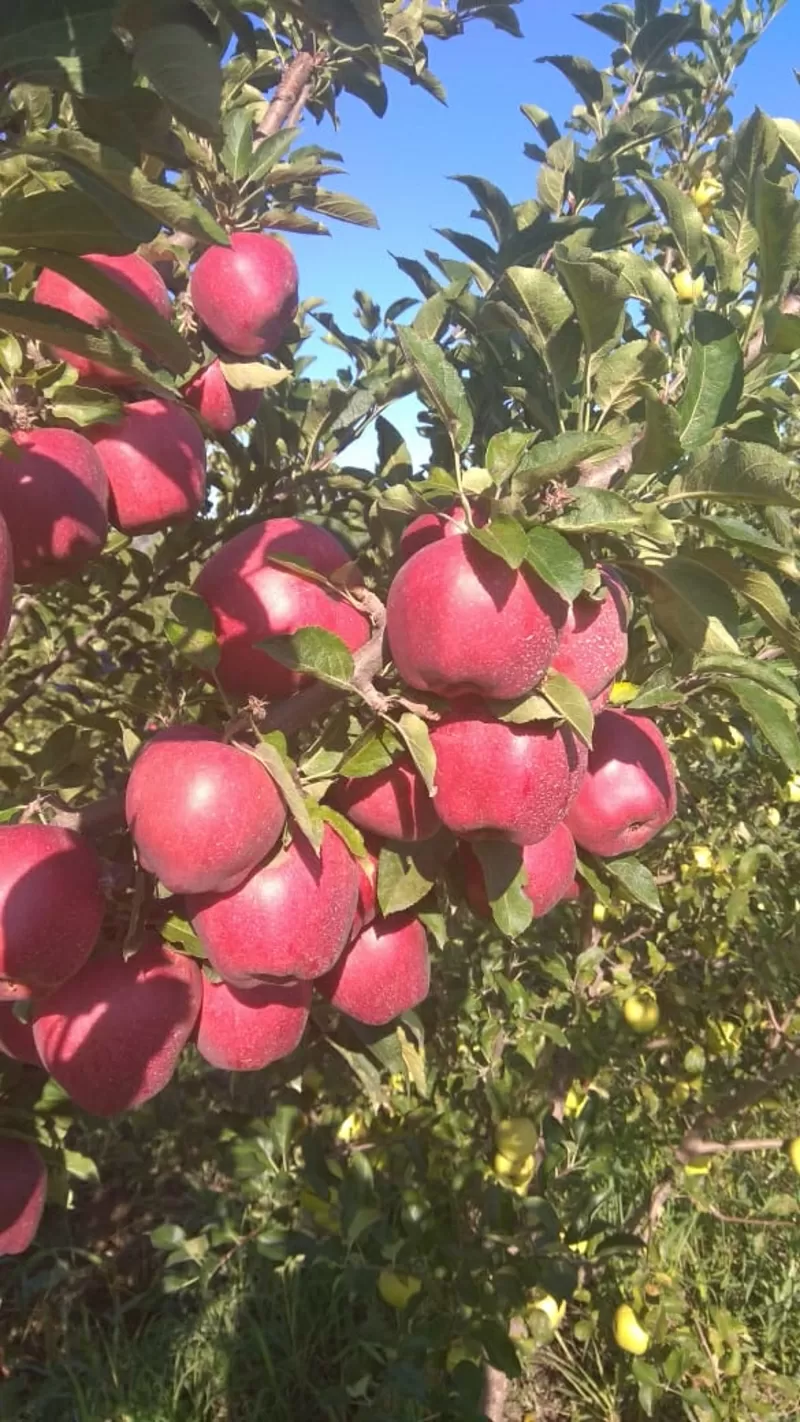 Яблоки оптом из Алматы