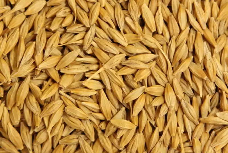 Мука пшеничная первый сорт , пшеница 3, 4 класс ,  сафлор, ячмень .Экспорт 2