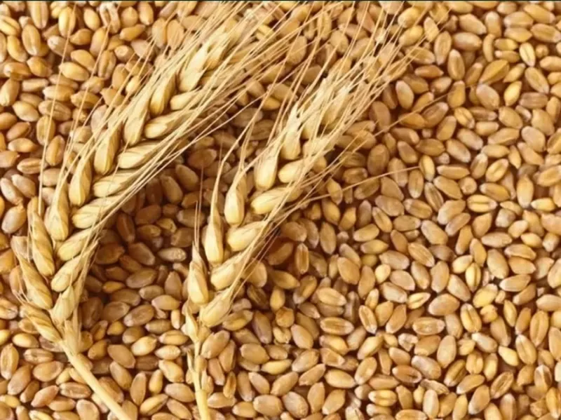 Мука пшеничная первый сорт , пшеница 3, 4 класс ,  сафлор, ячмень .Экспорт 3
